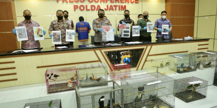 Bongkar Praktik Jual Beli Satwa Dilindungi, Polda Jatim Amankan 304 Satwa