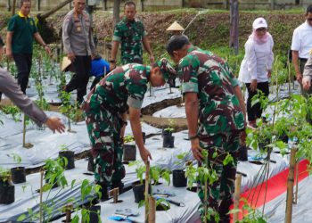 Berdayakan Mantan Preman, Koramil 03/Tj. Priok Luncurkan Program Urban Farming