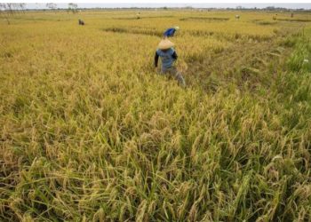 Bulog akan Impor Beras 1,2 Juta Ton Tahun ini