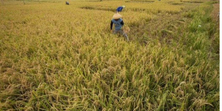 Bulog akan Impor Beras 1,2 Juta Ton Tahun ini