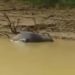 Puluhan Kerbau Mengapung di Sungai Kampar Kiri