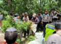 Polres Lumajang Temukan Ratusan Tanaman Ganja di Lereng Semeru