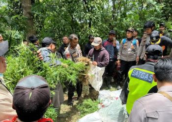 Polres Lumajang Temukan Ratusan Tanaman Ganja di Lereng Semeru
