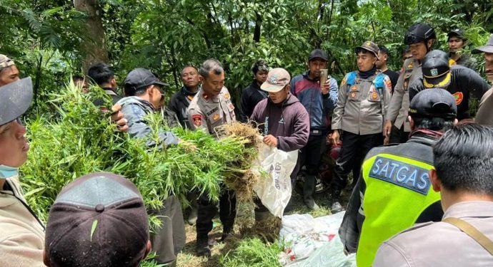 Polres Lumajang Temukan Ratusan Tanaman Ganja di Lereng Semeru