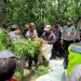 Polres Lumajang Temukan Ratusan Tanaman Ganja di Lereng Semeru
