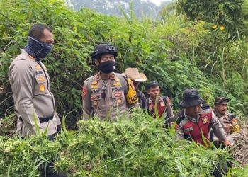 Usai Dikumpulkan, Total Tanaman Ganja di Lereng Semeru ada 25 Ribu Batang