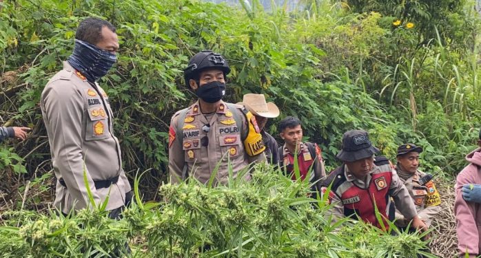 Usai Dikumpulkan, Total Tanaman Ganja di Lereng Semeru ada 25 Ribu Batang