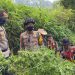 Usai Dikumpulkan, Total Tanaman Ganja di Lereng Semeru ada 25 Ribu Batang