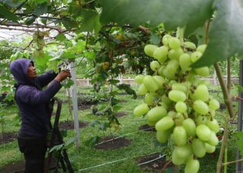 Kemenkes Respon isu Kontaminasi Pestisida Anggur Shine Muscat