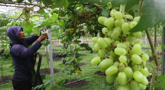 Kemenkes Respon isu Kontaminasi Pestisida Anggur Shine Muscat