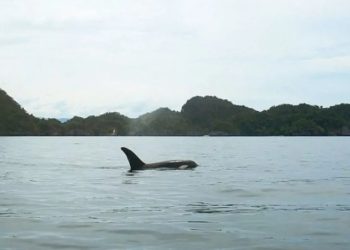Ada Hiu Pembunuh di Perairan Kaimana