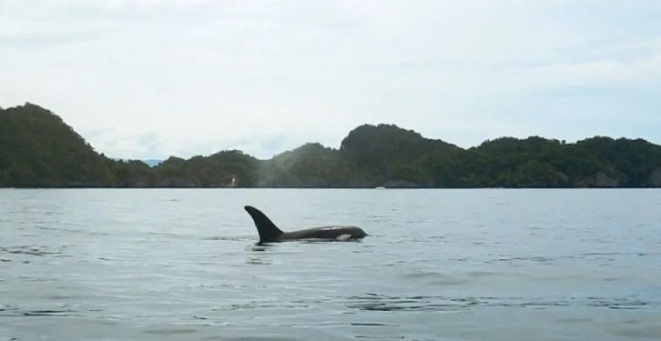 Ada Hiu Pembunuh di Perairan Kaimana