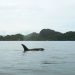 Ada Hiu Pembunuh di Perairan Kaimana