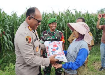 Dukung Swasembada Pangan, Kapolrestabes Medan Datangi Lahan Jagung di Percut