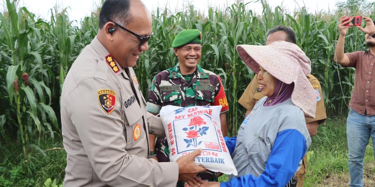 Dukung Swasembada Pangan, Kapolrestabes Medan Datangi Lahan Jagung di Percut