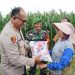 Dukung Swasembada Pangan, Kapolrestabes Medan Datangi Lahan Jagung di Percut
