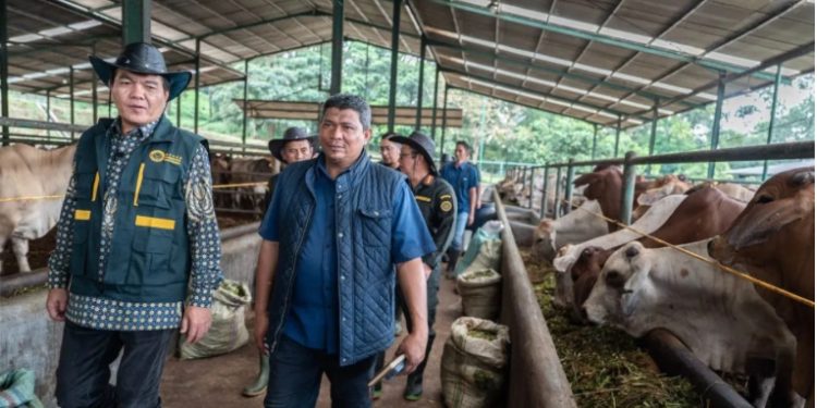 Jelang Ramadan, Barantin: Sapi Impor Sehat dan Bebas dari Penyakit