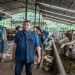 Jelang Ramadan, Barantin: Sapi Impor Sehat dan Bebas dari Penyakit