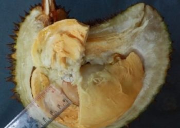 Durian Tembaga “Klaminod” Tercatat sebagai Sumber Daya Genetik