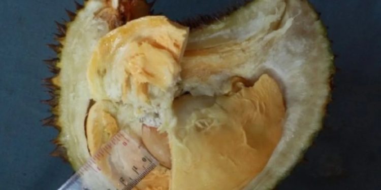 Durian Tembaga “Klaminod” Tercatat sebagai Sumber Daya Genetik