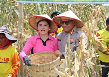 Panen Raya Jagung Tahap 1, Polrestabes Medan Dukung Ketahanan Pangan Nasional