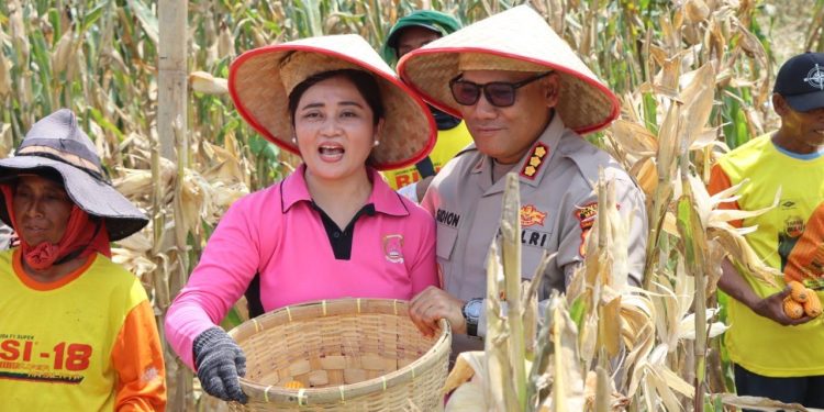 Panen Raya Jagung Tahap 1, Polrestabes Medan Dukung Ketahanan Pangan Nasional