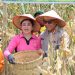 Panen Raya Jagung Tahap 1, Polrestabes Medan Dukung Ketahanan Pangan Nasional