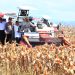 Presiden Prabowo Bahagia Bisa Panen Raya Jagung Bersama Polri
