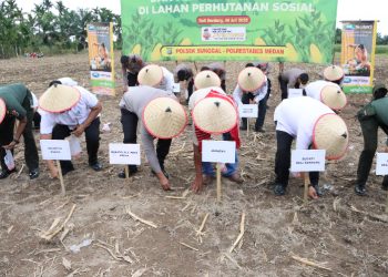 Dukung Swasembada Pangan, Polrestabes Medan Tanam Jagung Kuartal III di Sunggal