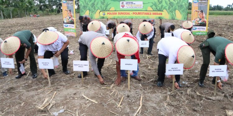 Dukung Swasembada Pangan, Polrestabes Medan Tanam Jagung Kuartal III di Sunggal