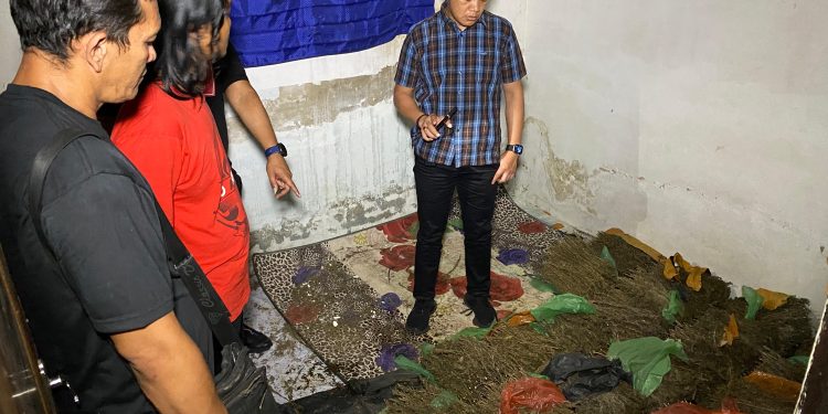 Polrestabes Medan Gerebek Gudang Penyimpanan Puluhan Kilogram Ganja