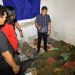 Polrestabes Medan Gerebek Gudang Penyimpanan Puluhan Kilogram Ganja