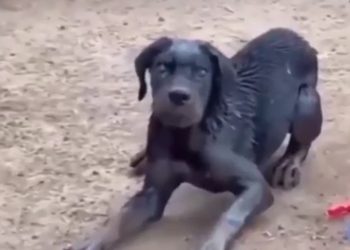 Ini Pertolongan Pertama saat Digigit Anjing Penular Rabies