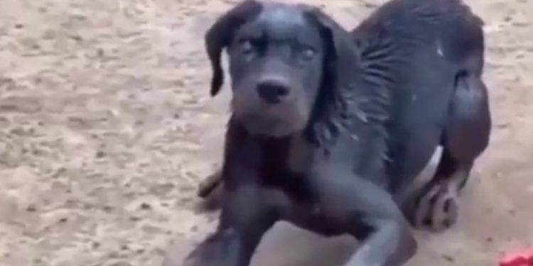 Ini Pertolongan Pertama saat Digigit Anjing Penular Rabies