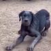 Ini Pertolongan Pertama saat Digigit Anjing Penular Rabies