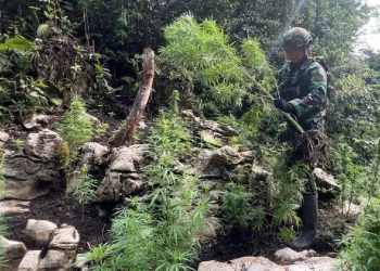 Patroli Gabungan Temukan Ladang Ganja di Kampung Ngutok