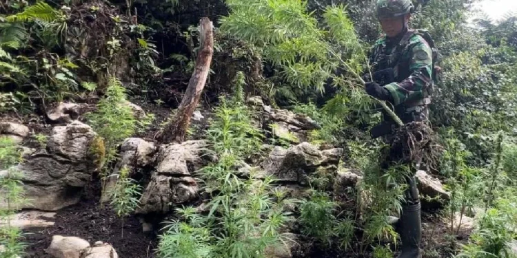 Patroli Gabungan Temukan Ladang Ganja di Kampung Ngutok