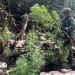 Patroli Gabungan Temukan Ladang Ganja di Kampung Ngutok