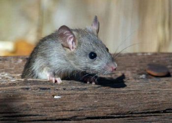 Dosen UGM bagikan Cara Aman Usir Tikus tanpa Racun