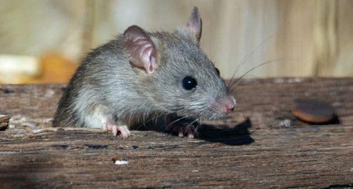 Dosen UGM bagikan Cara Aman Usir Tikus tanpa Racun