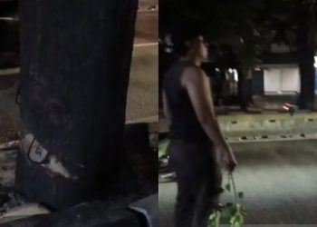 Oknum ASN Diduga Terlibat Penebangan Pohon di Kebayoran Lama