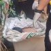 Mayat Perempuan dalam Kontainer Putih