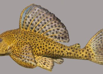 Gubernur Pramono Instruksikan Pembersihan Ikan Sapu-sapu di Sungai Ibu Kota