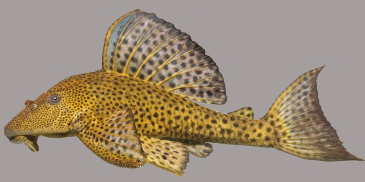 Gubernur Pramono Instruksikan Pembersihan Ikan Sapu-sapu di Sungai Ibu Kota