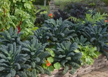 Ilmuan Temukan Sayuran Pengekstrak Logam Beracun