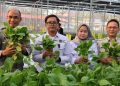Greenhouse SPPG Palmerah Panen Sawi dan Nila 