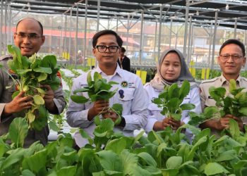 Greenhouse SPPG Palmerah Panen Sawi dan Nila 
