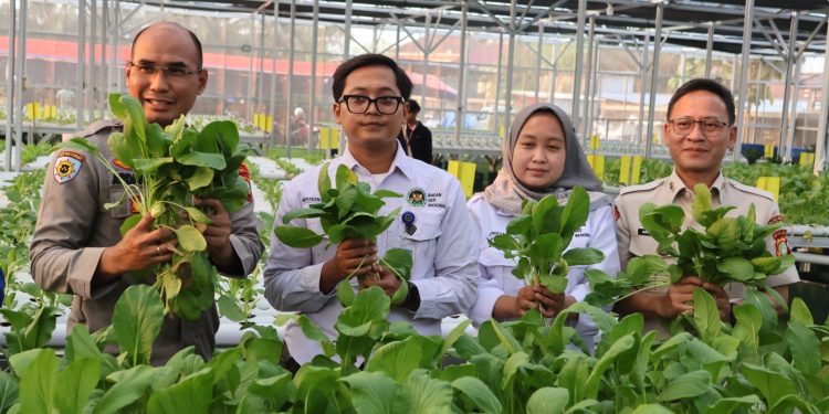 Greenhouse SPPG Palmerah Panen Sawi dan Nila 