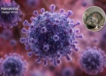 Kemenkes: 23 Kasus Hantavirus di Indonesia