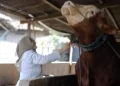Prabowo Beli 2 Sapi Jumbo milik Peternak Lamongan